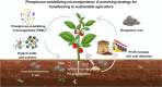 Image, graphical abstract