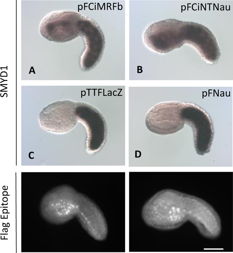 Figure 7.