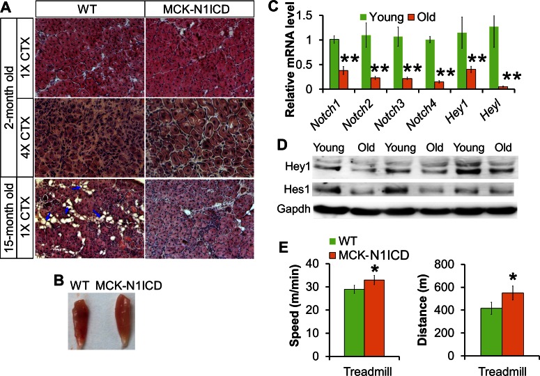 Figure 4—figure supplement 2.