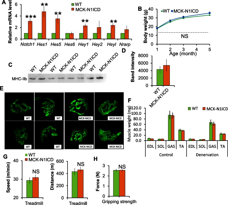 Figure 4—figure supplement 1.