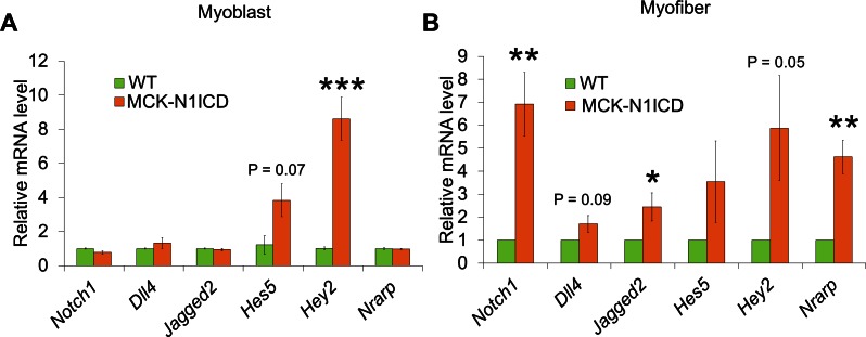 Figure 6—figure supplement 1.