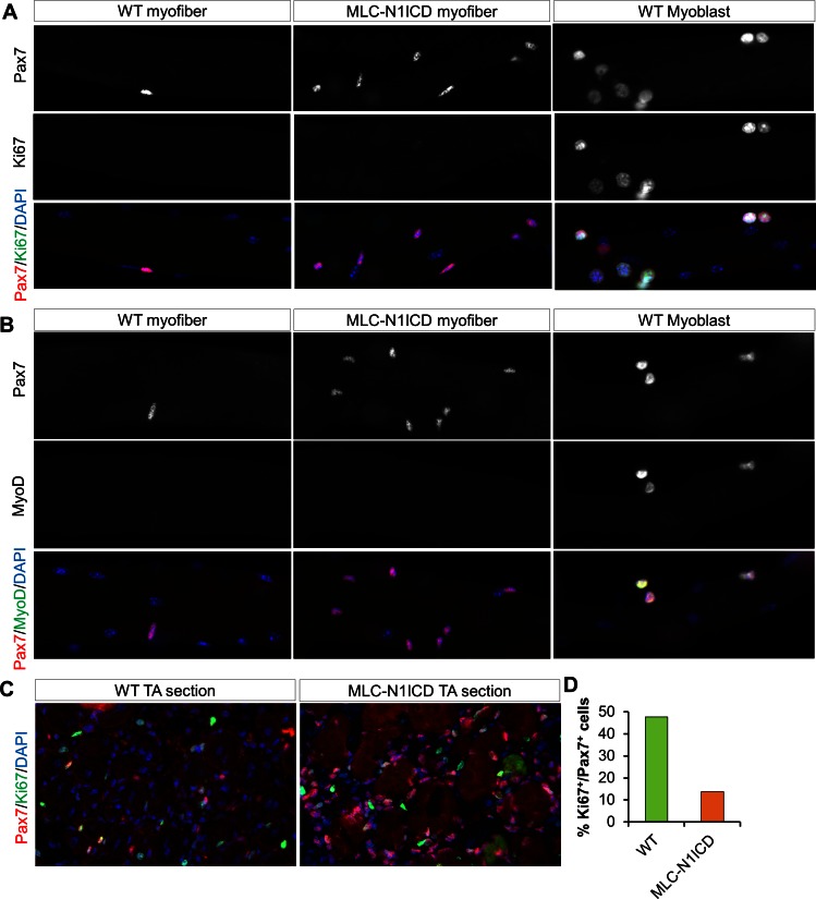 Figure 3—figure supplement 2.