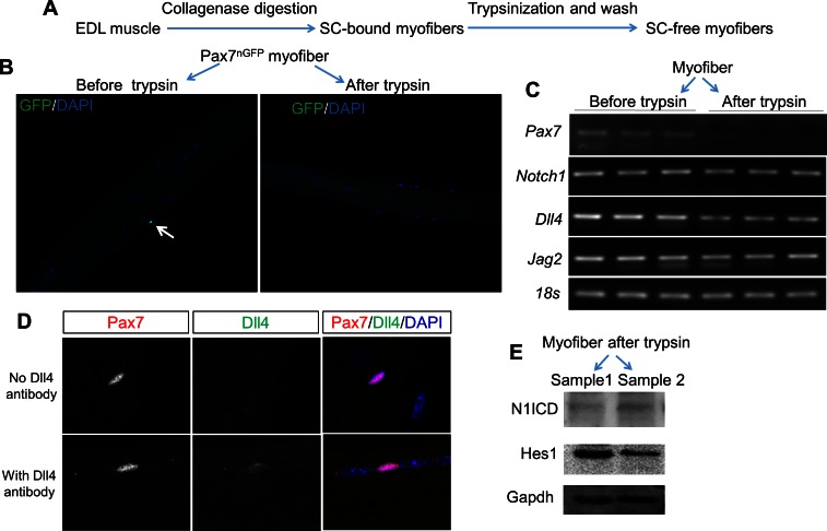 Figure 6—figure supplement 2.