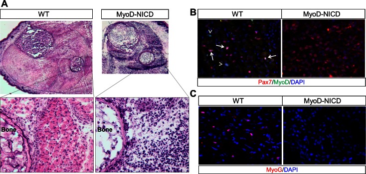 Figure 7—figure supplement 1.