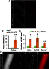 Figure 3—figure supplement 1.