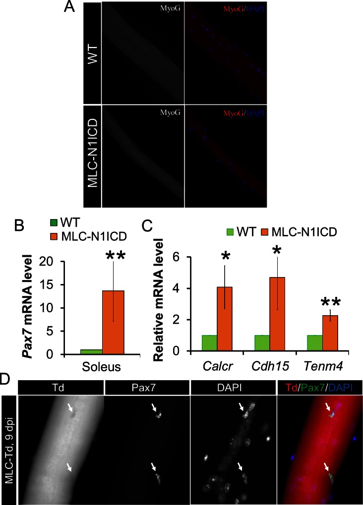 Figure 3—figure supplement 1.