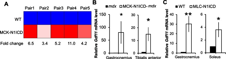 Figure 5—figure supplement 1.