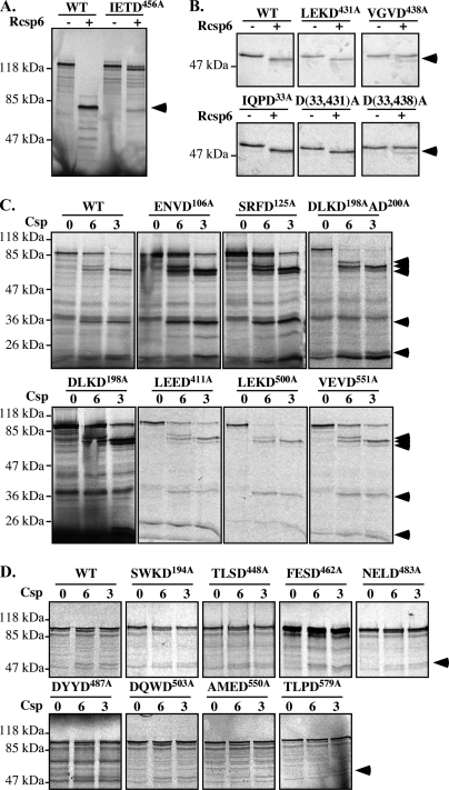 Fig. 5.