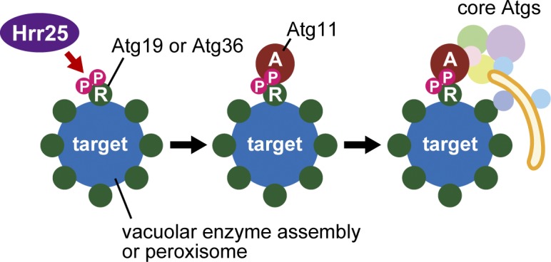 Figure 9.