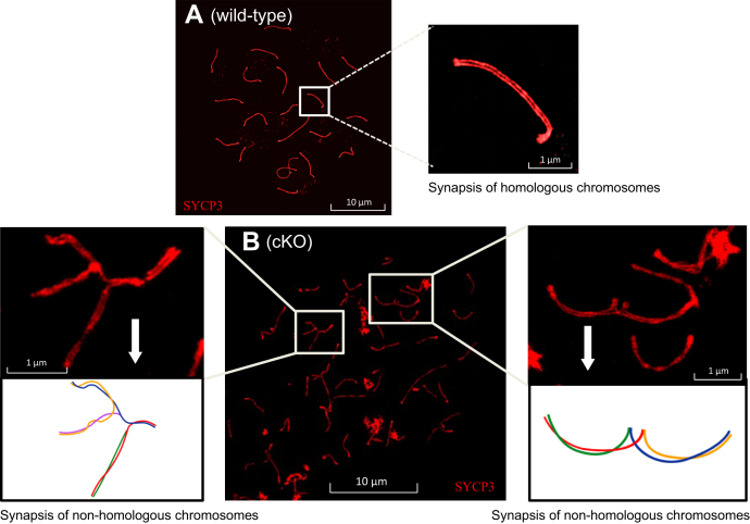 Figure 5