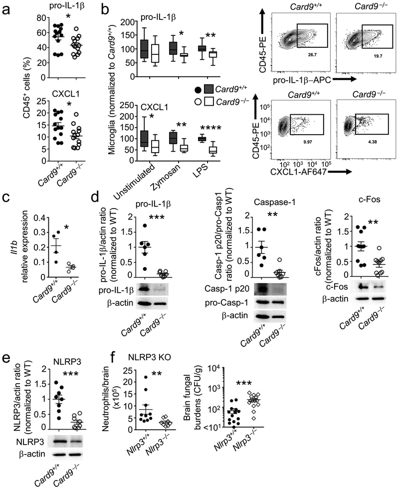 CARD9+ Microglia Promote Antifungal Immunity via IL-1β and CXCL1 ...