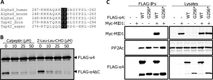 FIGURE 4.