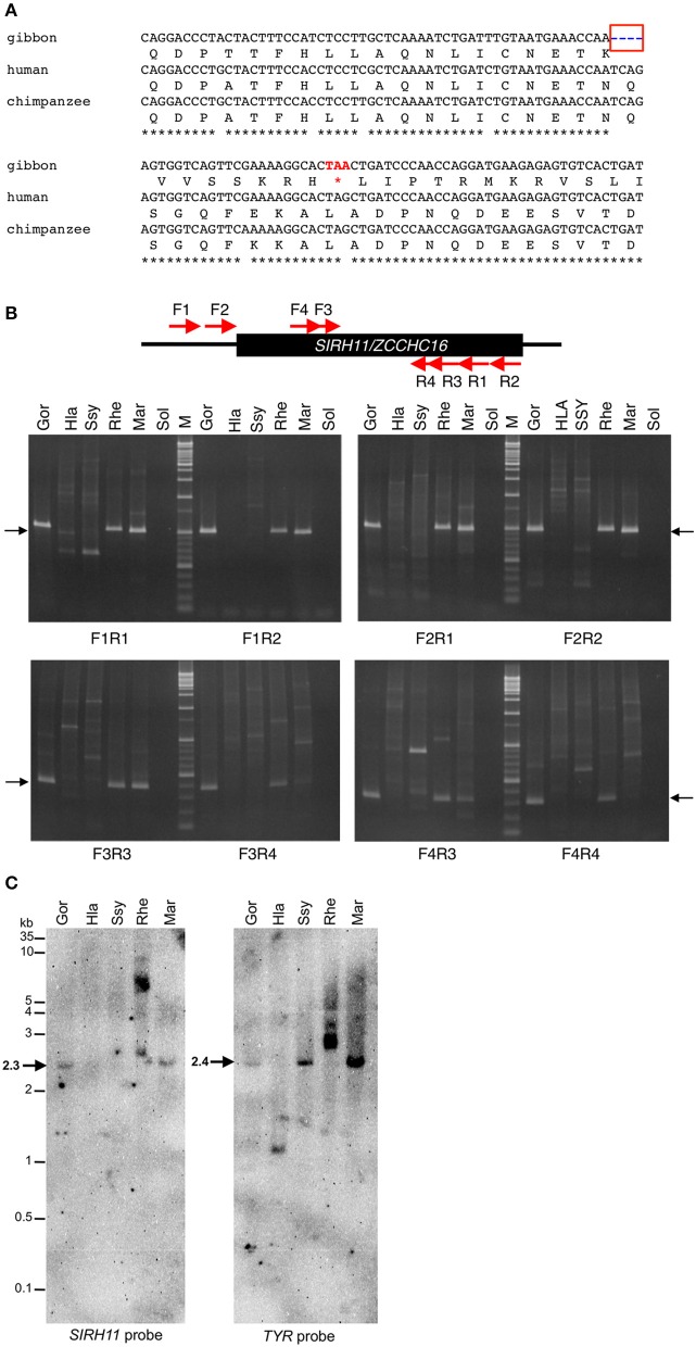 Figure 2