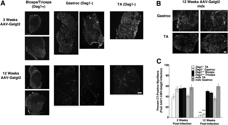 Figure 11