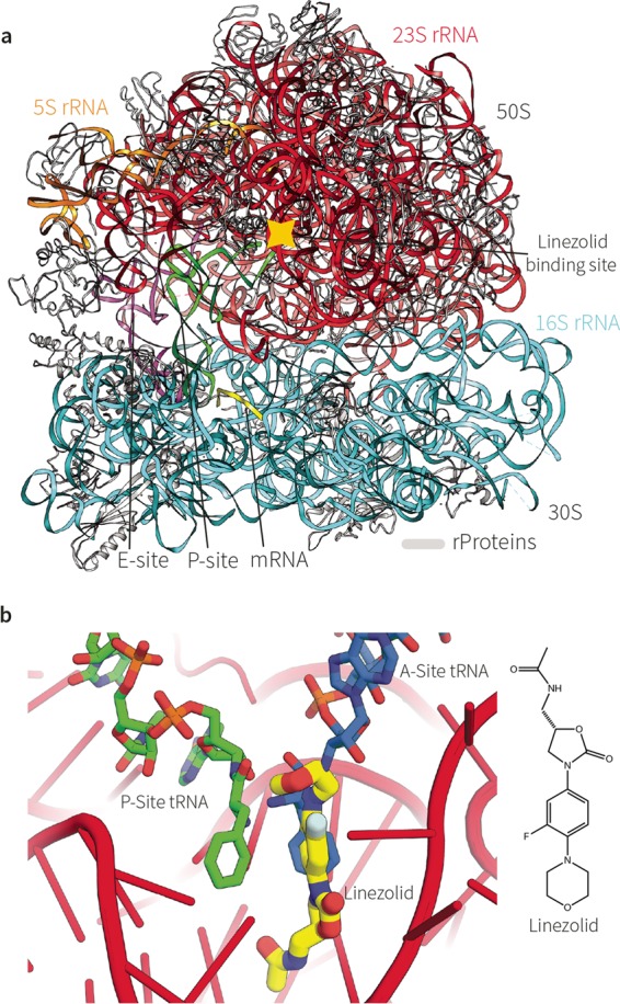 FIG 1 