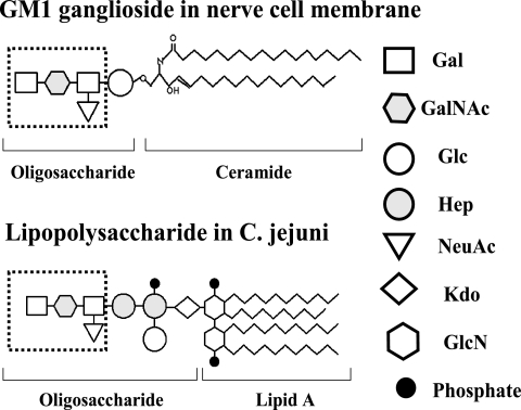 FIG. 2.