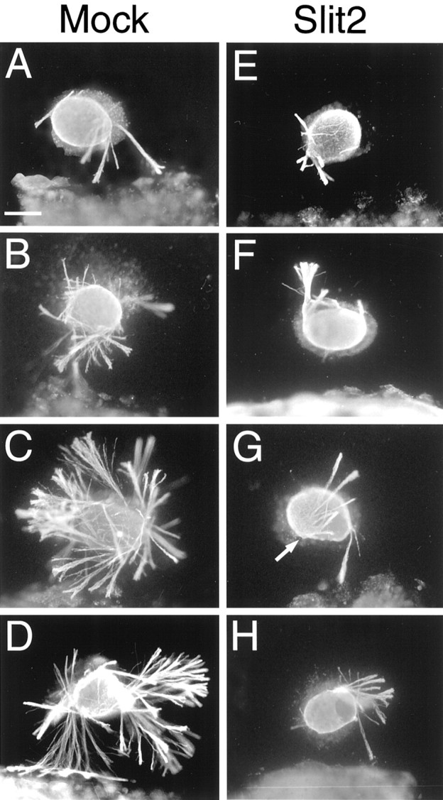 Fig. 5.