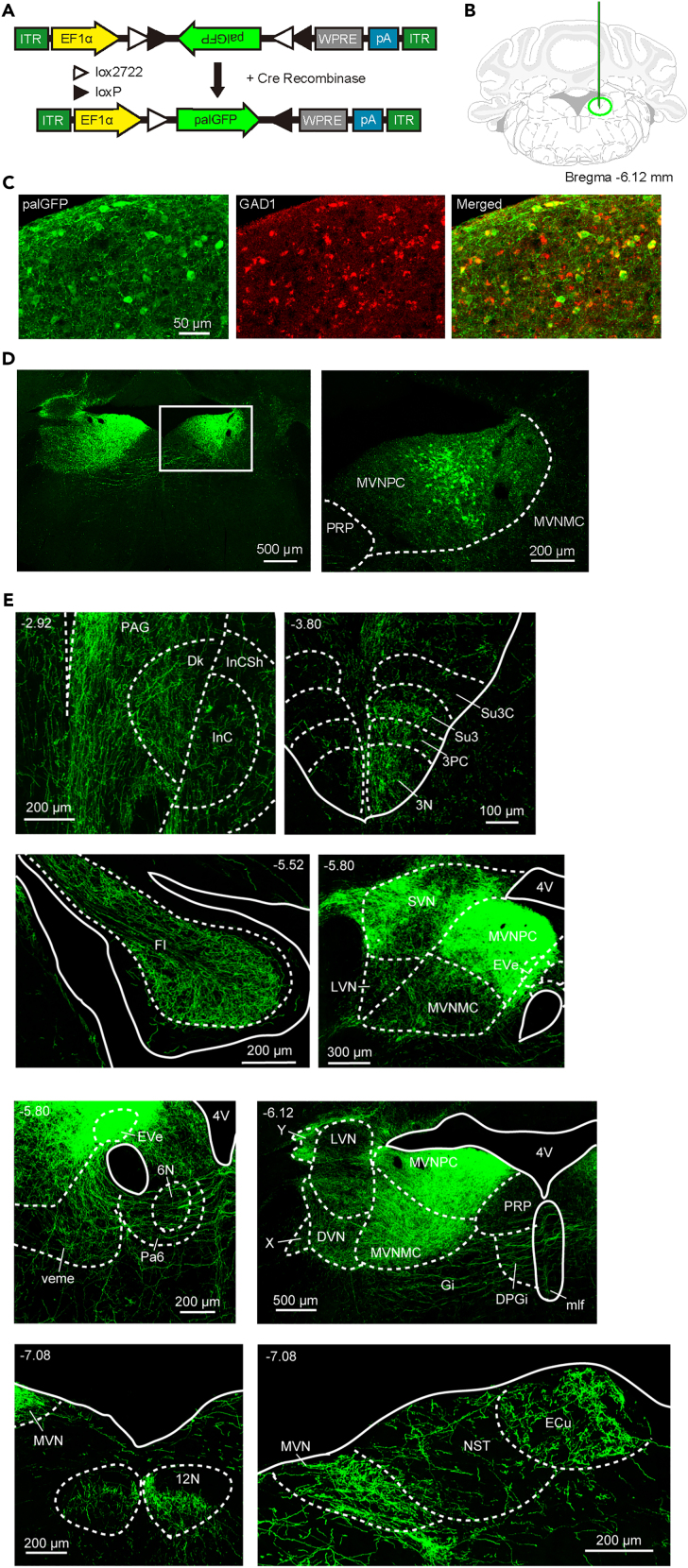 Figure 5