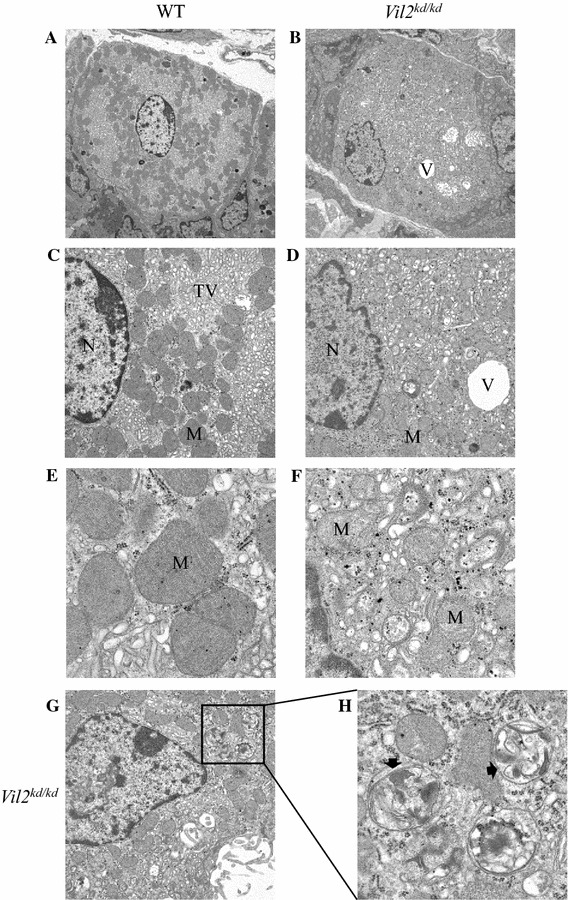 Fig. 7