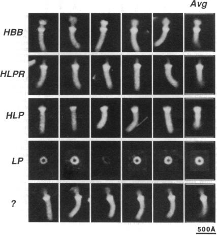 graphic file with name pnas01085-0032-a.jpg