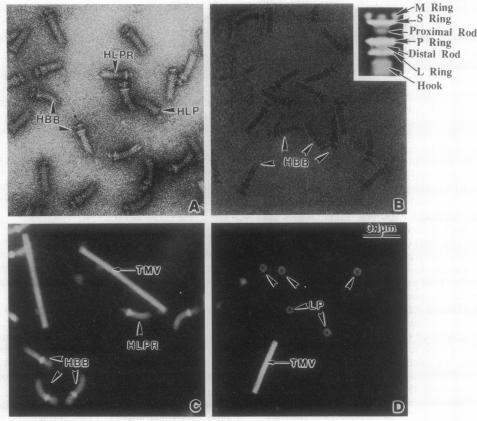 graphic file with name pnas01085-0031-a.jpg