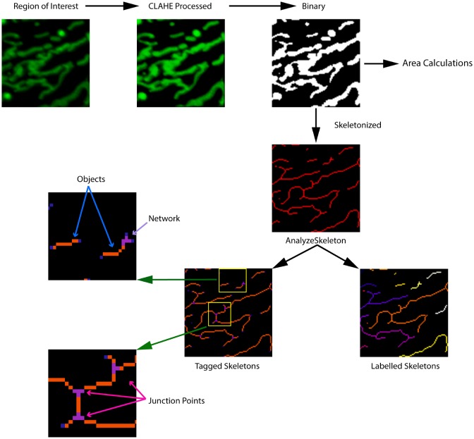 Figure 4—figure supplement 1.