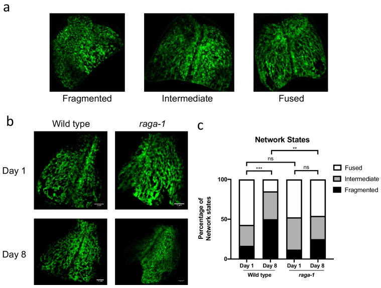 Figure 4—figure supplement 4.