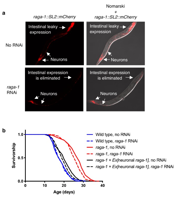 Figure 2—figure supplement 2.