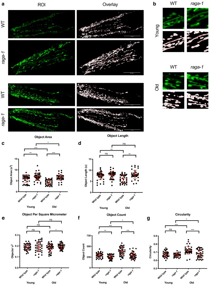 Figure 4—figure supplement 3.