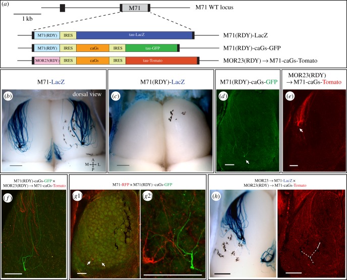 Figure 4.