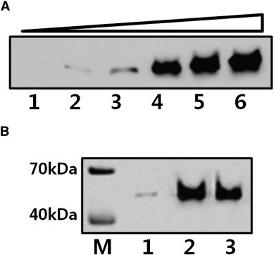 Fig. 4