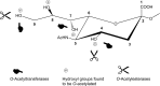 Fig. 30