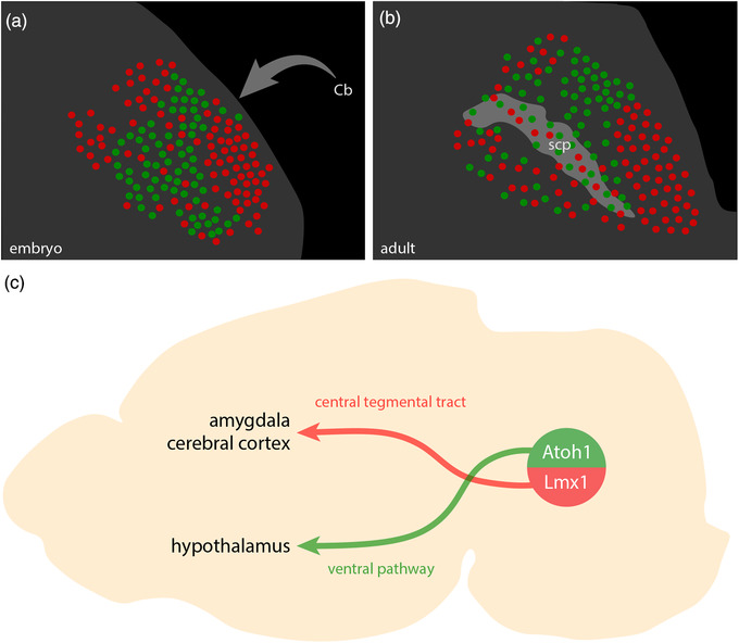 FIGURE 22