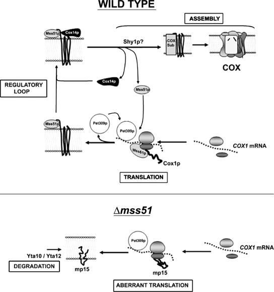 Figure 10.