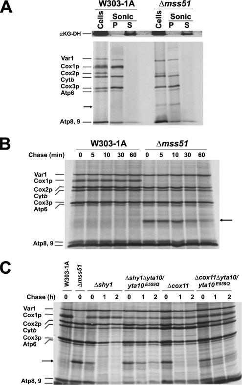 Figure 6.