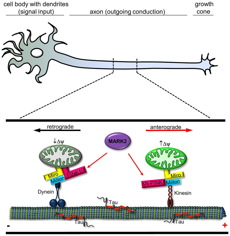 FIGURE 2