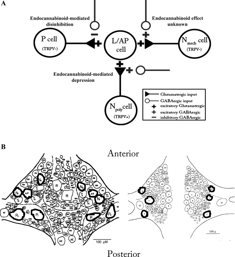 Fig. 1.