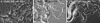 F<sc>igure</sc> 4.—