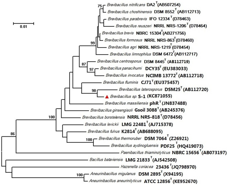 Isolation and Characterization of Marine Brevibacillus sp. S-1 ...