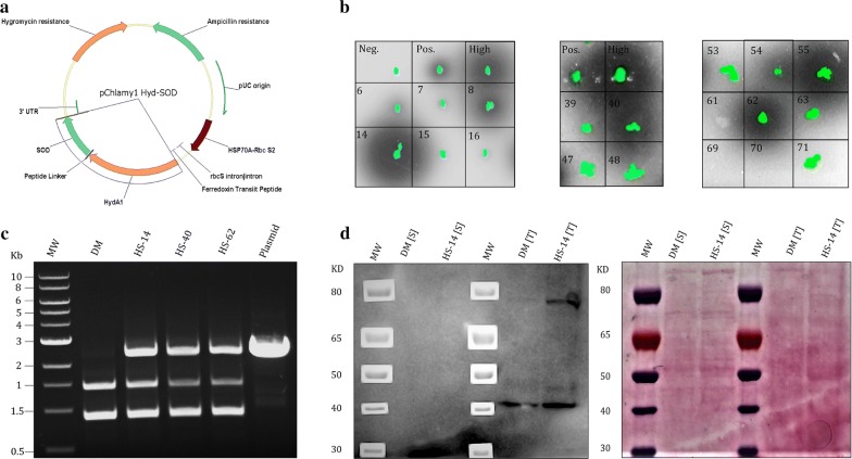 Fig. 1