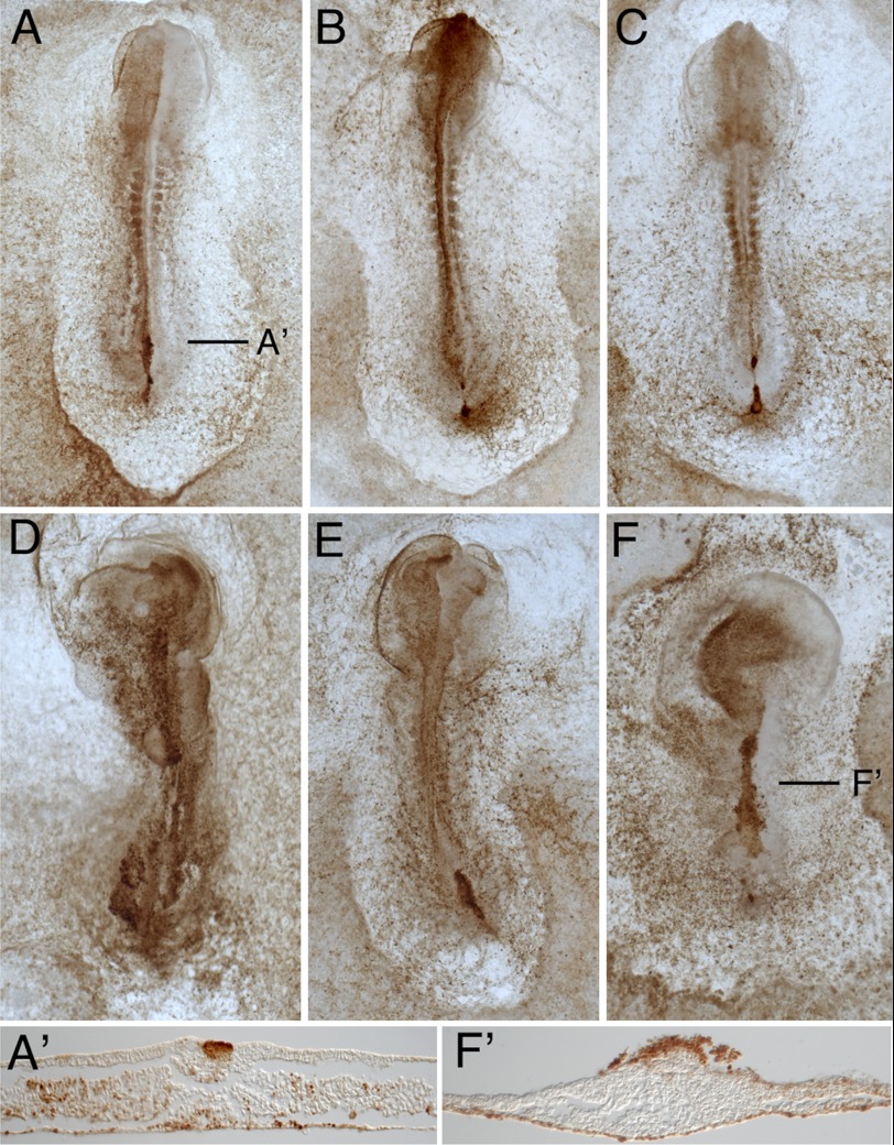 FIGURE 7.