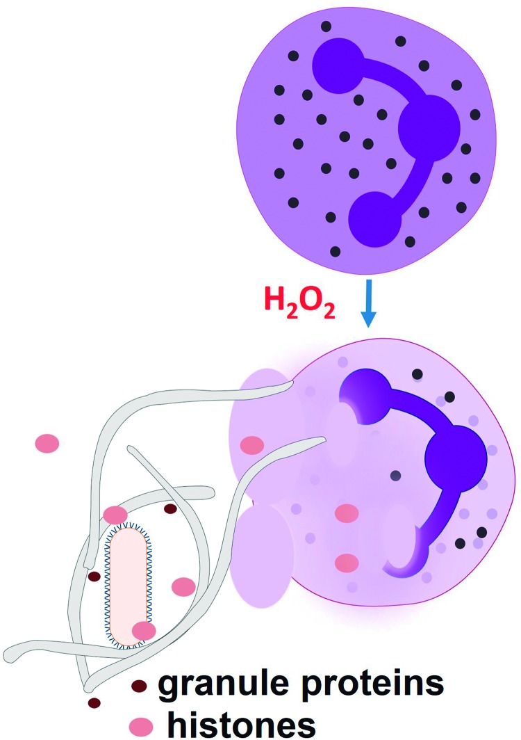 FIG. 5.