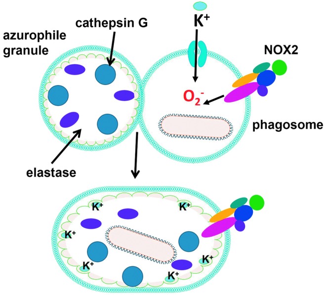 FIG. 2.