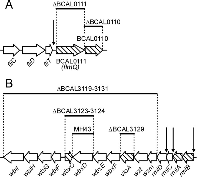 FIGURE 5.