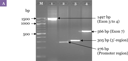 Figure 3: