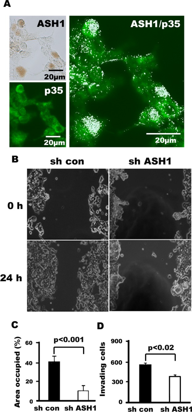 FIGURE 4: