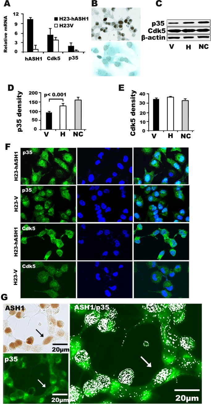 FIGURE 6: