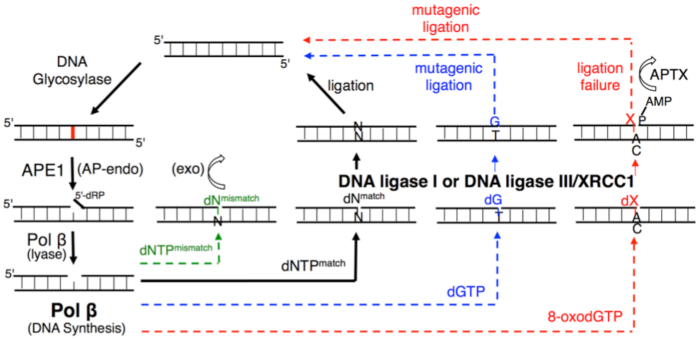 Figure 11.