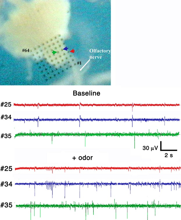 Figure 5