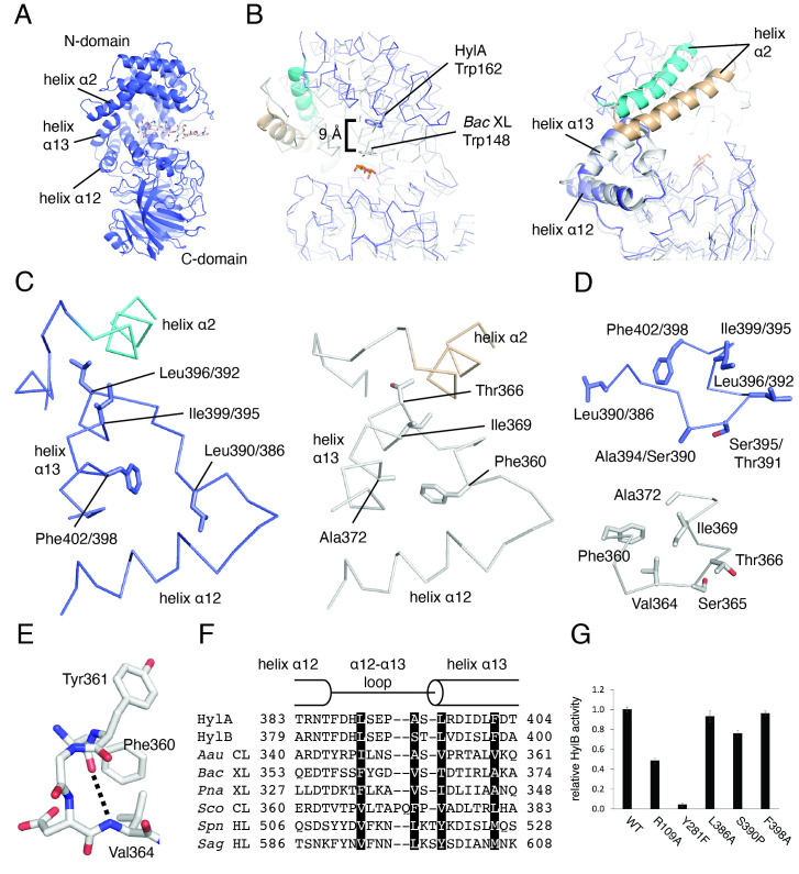 
Figure 1.
Structural features of helix α2, helix α13, and the α12-α13 loop
